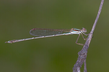Wandering Ringtail (Austrolestes leda) - Australian Damselfly in Natural Habitat