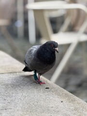 pigeon on the wall