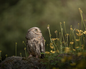 Eurasian scops owl portrait in the ground