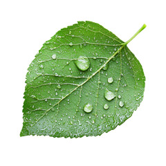 Fresh Green Leaf with Water Droplets on Isolated Background
