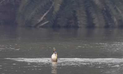 Great Cormorant (Phalacrocorax carbo) fishing in the water pond at keoladeo national park.