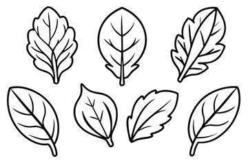 Spinach Leaf Line Art Simple Sketch for Organic Illustration Project 