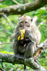 Obraz premium Macaca fascicularis (kera ekor panjang, monyet ekor panjang, long-tailed macaque, crab-eating monkey, cynomolgus macaque) in the jungle