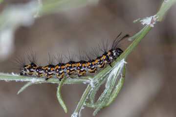 Australian Magpie Moth Caterpillar - Nyctemera amicus - Colourful Larva - Side View

