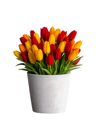 Obraz premium Colorful Tulips in Pot on White or Transparent Background in Studio Lighting