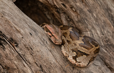 Rock Python (Python sebae) taking sunbath on tree.