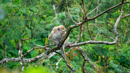 Macaca fascicularis (kera ekor panjang, monyet ekor panjang, long-tailed macaque, crab-eating monkey, cynomolgus macaque) in the jungle