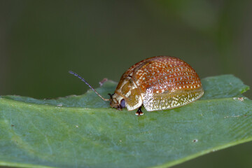 Paropsisterna cloelia - close-up beetle in native vegetation