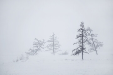 silhouettes of bare trees on a blizzard day