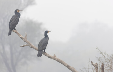 Great Cormorant (Phalacrocorax carbo) fishing in the water pond at keoladeo national park.