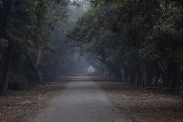 Obraz premium Landscape of green forest.