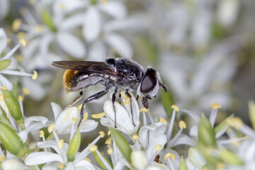 In situ macro of Psilota hover fly - Bursaria floral visit