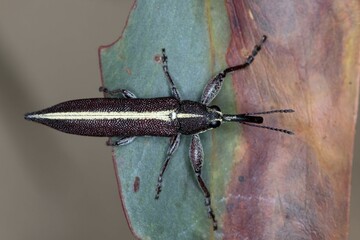 Rhinotia suturalis - Long-nosed Weevil - Top Down View in Natural Habitat