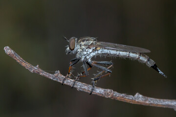 Robber Fly (Cerdistus sp.) Perched on a Twig - Australan In Situ Macro Photography