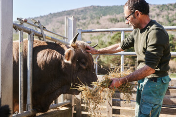 Farmer feeding and petting bull in livestock enclosure on rural farm
