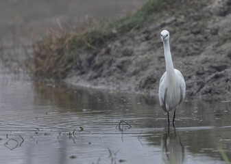 Intermediate egret (Ardea intermedia) bird hunting for fish in water body in foggy winter morning.