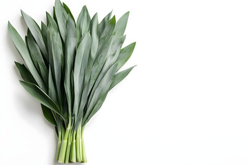 Obraz premium Green Plant Leaves Bundle, Nature's Beauty