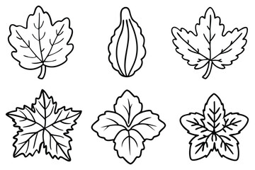 Squash Leaf Line Art Illustration Creative Design for Nature Artwork  