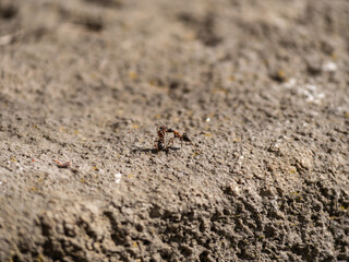 ant on the ground