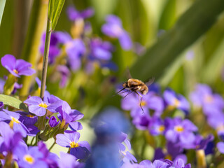 Großer Wollschweber 