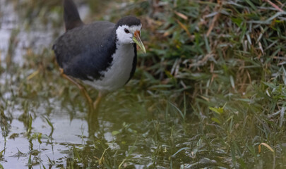 White-breasted waterhen (Amaurornis phoenicurus) in forest.