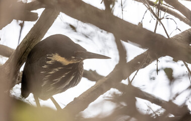  Black bittern (Ixobrychus flavicollis) bird perching near river.