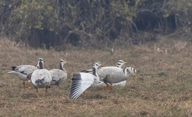 Bar-headed goose duck (Anser indicus) in forest.