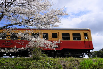Obraz premium 小湊鐡道飯給駅の満開の桜とディーゼル列車