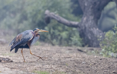 Purple heron (Ardea purpurea) in wetland for food.