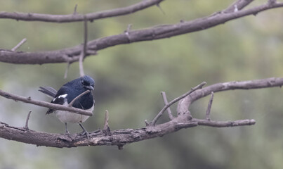 Oriental Magpie-Robin (Copsychus saularis) male bird perched on tree