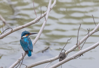 Common Kingfisher (Alcedo atthis) bird perched on tree branch near water body.