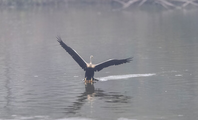 Oriental darter (Anhinga melanogaster) or snake bird fishing in river during winter morning in forest.