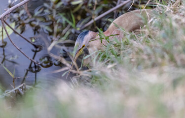  Black bittern (Ixobrychus flavicollis) bird perching near river.