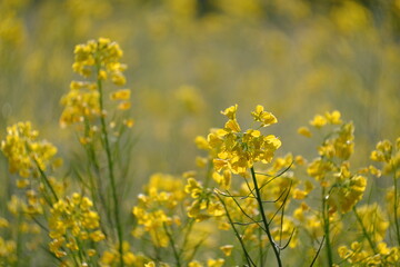 小湊鐡道月崎駅の菜の花