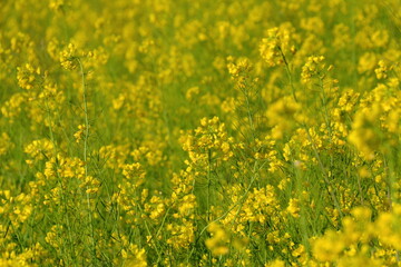 Obraz premium 小湊鐡道月崎駅の菜の花