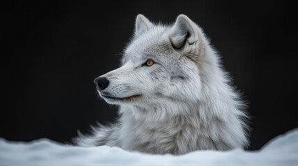 Naklejka premium Arctic wolf snow portrait, winter forest background