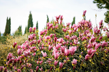Pink magnolia flowers in full bloom on a sunny spring day in Tbilisi, Georgia, symbolizing renewal, freshness, and the beauty of nature in the city garden