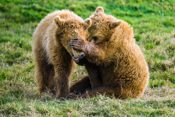 Teddy Bear Games. Two teddy bears are having fun. One covers the other's eyes with his paw.