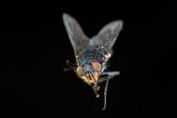 Calliphora Vomitoria, nota come mosca blu su fondo nero