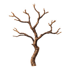 Fototapeta premium Bare twisted tree with branches, devoid of leaves, isolated on transparent background, cutout png