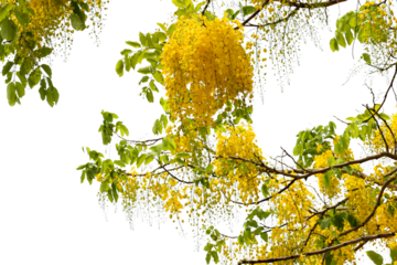 Golden shower or cassia fistula leave and flower transparent background for decoration	