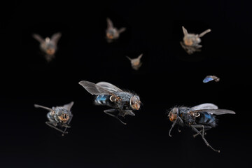 uno sciame di mosche su fondo nero