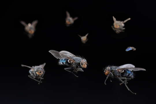 uno sciame di mosche su fondo nero