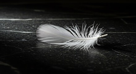 Delicate White Feather Resting on Dark Marble Surface Still Life