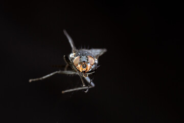 Calliphora Vomitoria, nota come mosca blu su fondo nero