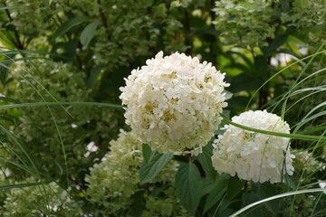 White hydrangea blossoms surrounded by green leaves and other flower clusters