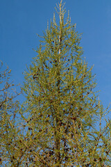 Baum, Lärche, Natur, Frühling, Himmel