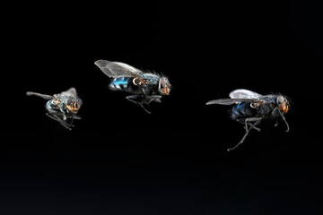 tre mosche che volano su fondo nero