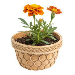 Scalloped rattan pot with marigold isolated on white background