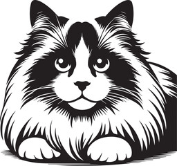Black and White Ragdoll Cat Vector	